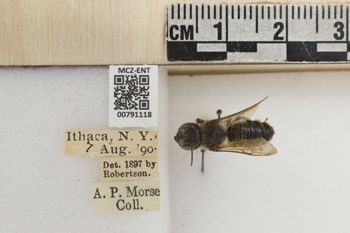 Media type: image;   Entomology 791118 Aspect: Labels